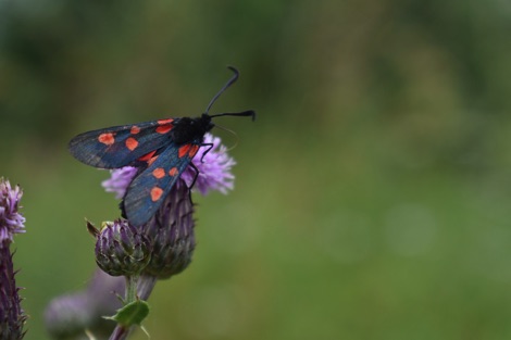 Burnet moth on a thistle flower